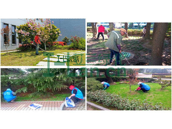 光照強度對園林苗木(mù)生(sheng)長(zhang)髮(fa)育的(de)影響